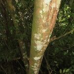 Ficus americana Habitus