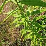 Solidago altissima Φύλλο