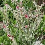 Cynoglossum officinale Natur