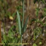 Blackstonia imperfoliata Blatt