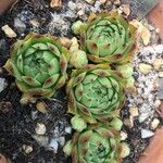 Sempervivum minutum Hoja