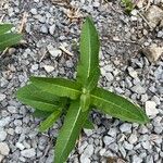 Asclepias purpurascens Leaf