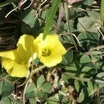 Oxalis pes-capraeFlor