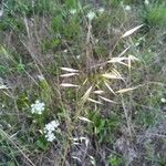 Avena barbata Fruit