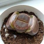 Lithops aucampiae Lehti