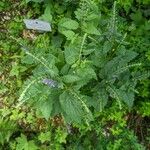 Scutellaria altissima Natur