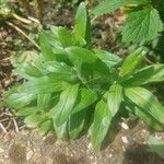 Epilobium parviflorumЛист