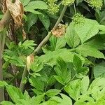 Angelica atropurpurea Hoja