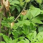 Angelica atropurpurea Leaf