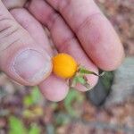Triosteum perfoliatum Fruit