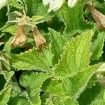 Campanula alliariifolia Blatt