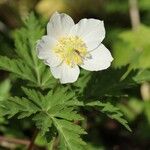 Anemone nikoensis Flower