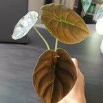 Alocasia cuprea List