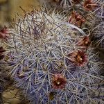 Mammillaria pottsii عادت