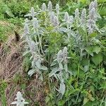 Stachys byzantinaഇല