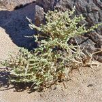 Salsola imbricata Habitus