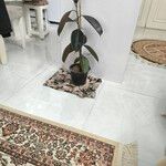 Ficus elastica Roxb. ex Hornem.Характер