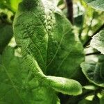 Arctium lappa Feuille