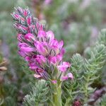 Myricaria rosea Celota