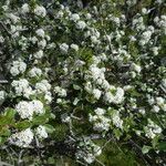 Ceanothus cuneatus Habitus