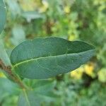 Ligustrum vulgare Levél