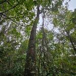 Quercus nigra Plante entière