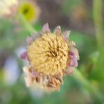 Aster incisus Fruit