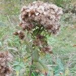 Inula conyza Mbuma