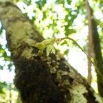 Bulbophyllum minutum Blomst