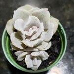 Echeveria laui Blatt