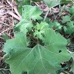 Xanthium strumariumFoglia