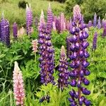 Lupinus × regalis Fiore