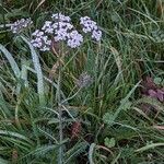 Achillea millefolium Habitus