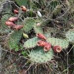 Opuntia phaeacantha 葉