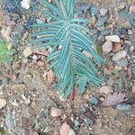 Euphorbia lathyris Habitat