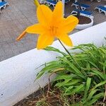 Hemerocallis lilioasphodelus花