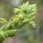 Lysimachia linum-stellatum Flors