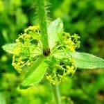 Cruciata laevipes Beste bat