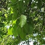 Prunus brigantina Leaf