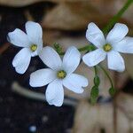Oxalis incarnata फूल