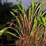 Maxillaria egertoniana Агульны выгляд