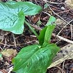 Arum maculatumLeaf