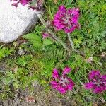 Pedicularis cenisia Flower