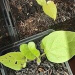 Solanum betaceum Leaf