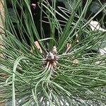 Pinus nigra Blad