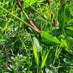Trifolium pratense Casca