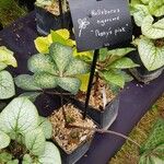 Helleborus × nigercors 整株植物