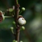 Aphloia theiformis Fruit