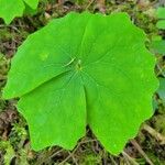 Achlys triphylla Leaf