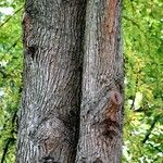 Taxodium distichumCasca